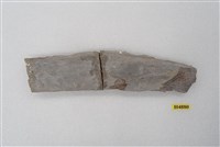 藏品(犀肋骨(模))的圖片